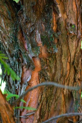 Metasequoia glyptostroboides 'White Spot' - metasekvoje čínská - borka
